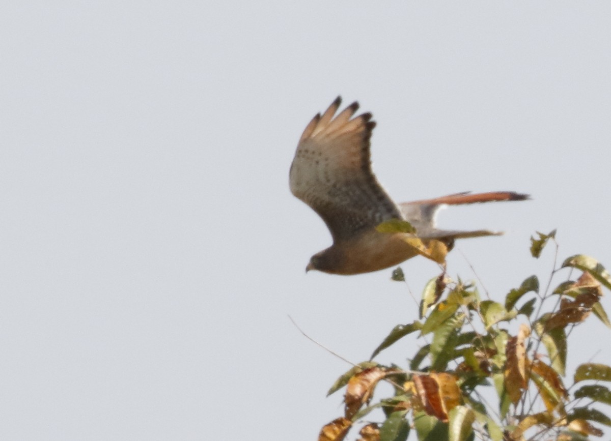 Grasshopper Buzzard - ML279916151