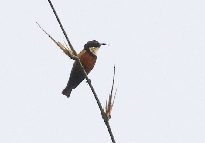 Buff-throated Sunbird - ML279917601