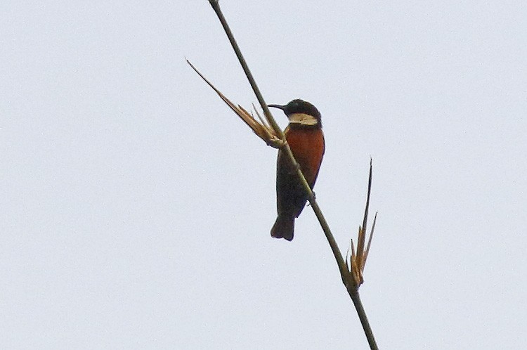 Buff-throated Sunbird - ML279917611