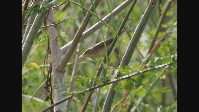 Booted Warbler - ML279918281