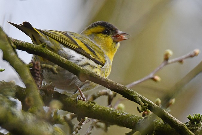 Eurasian Siskin - ML279918631