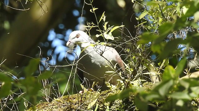 Paloma de Los Nilgiris - ML279919031