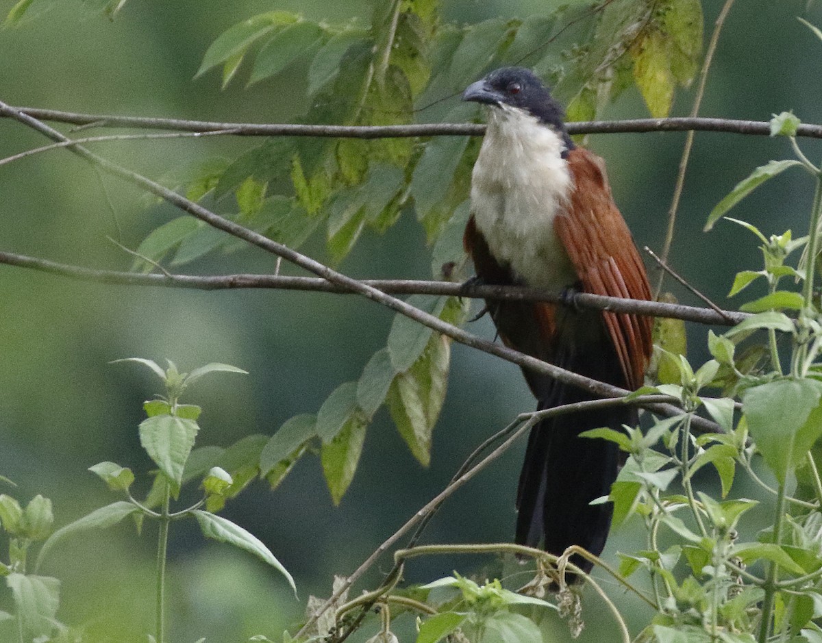 Blue-headed Coucal - ML279919091