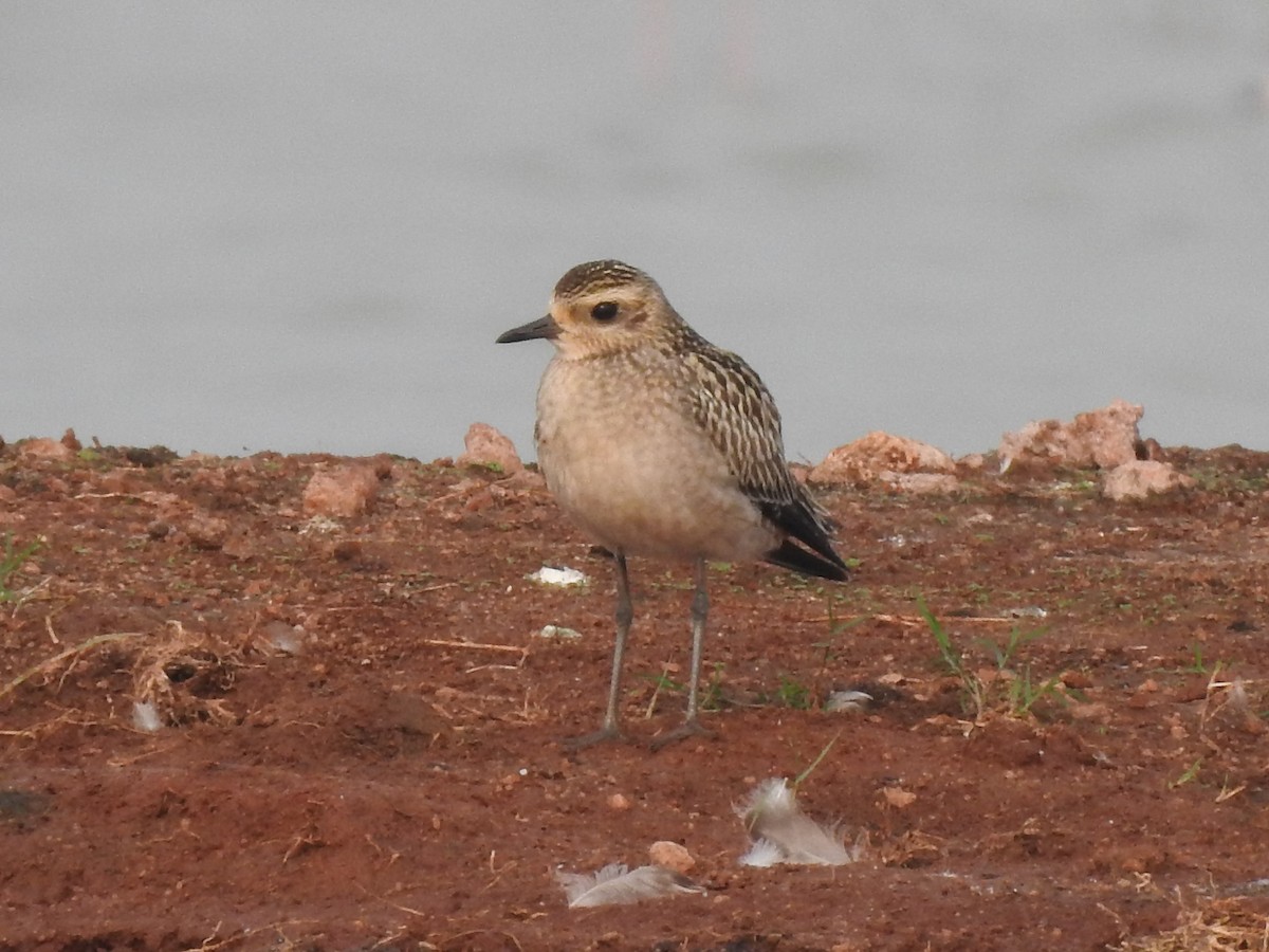 Pacific Golden-Plover - Arulvelan Thillainayagam