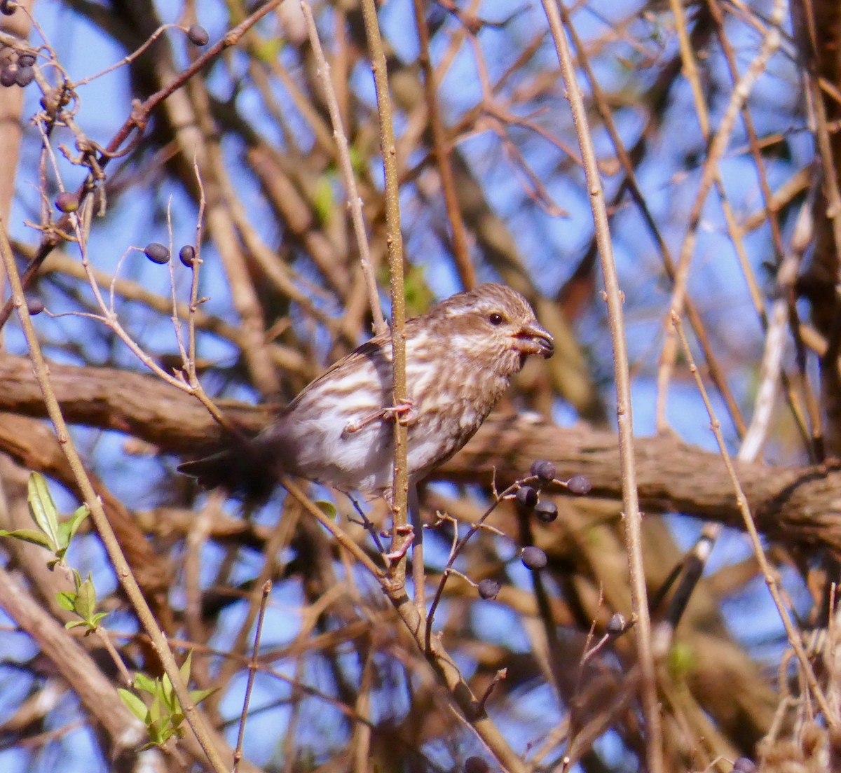 Purple Finch - ML279919711