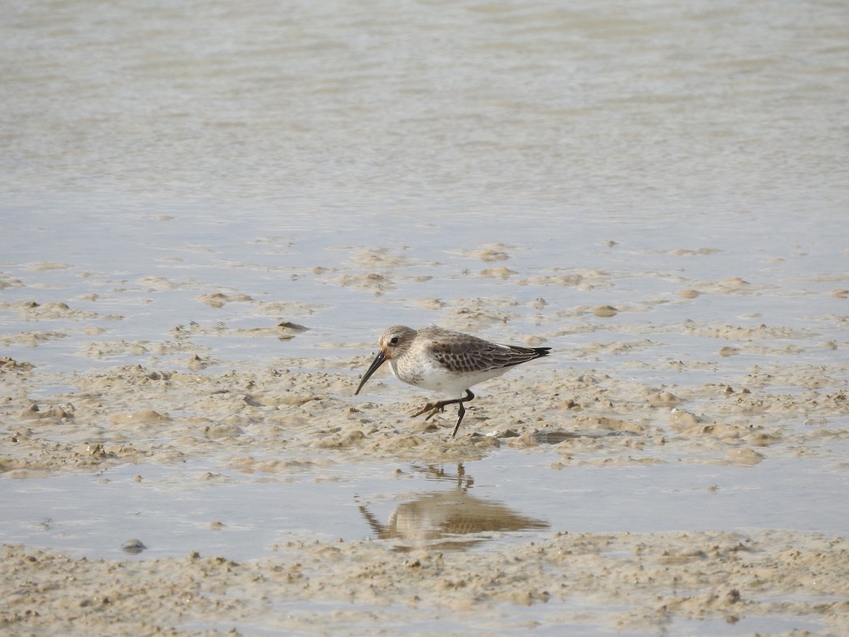 Dunlin - ML279920501