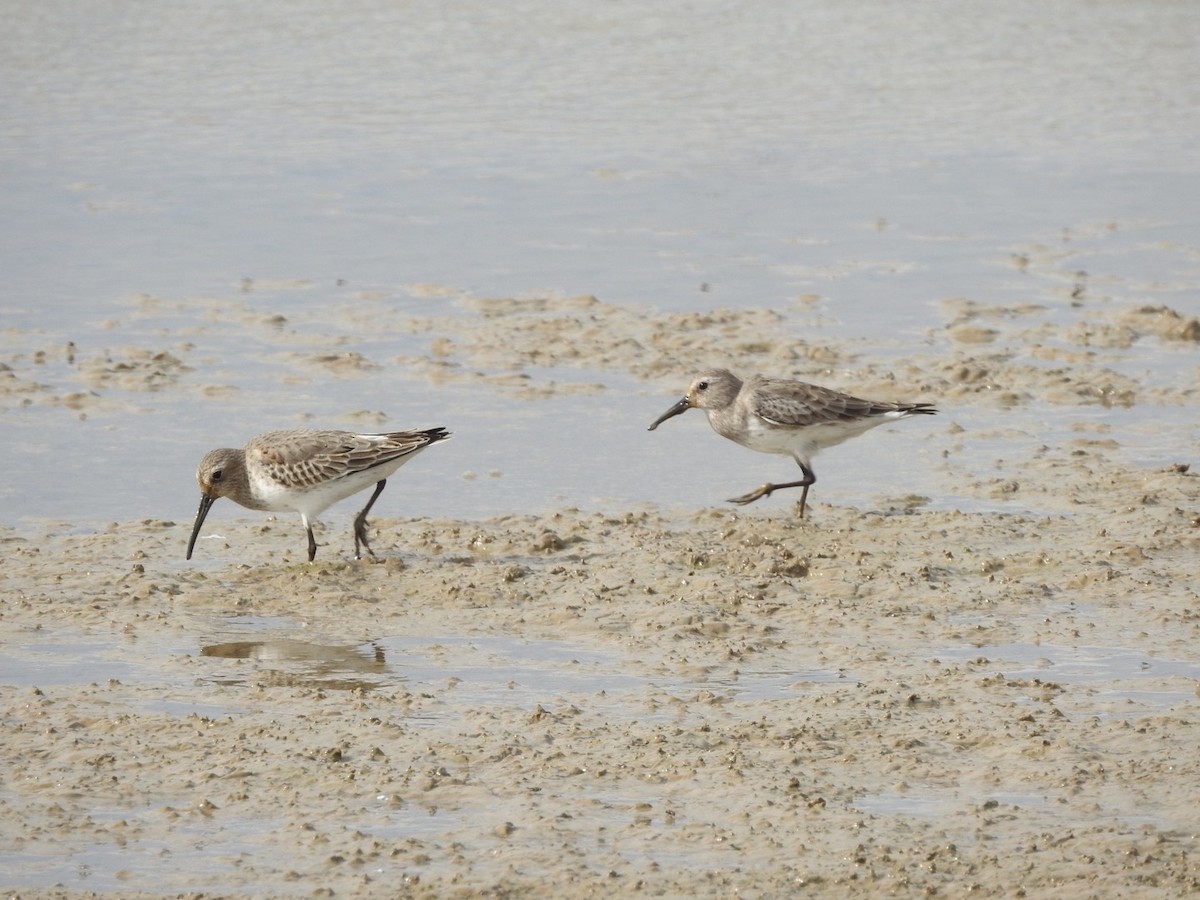 Dunlin - ML279920511