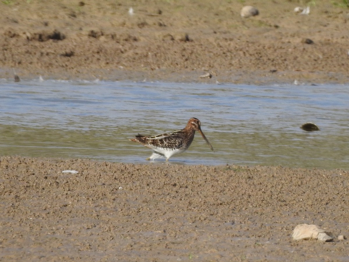 Wilson's Snipe - ML279920601