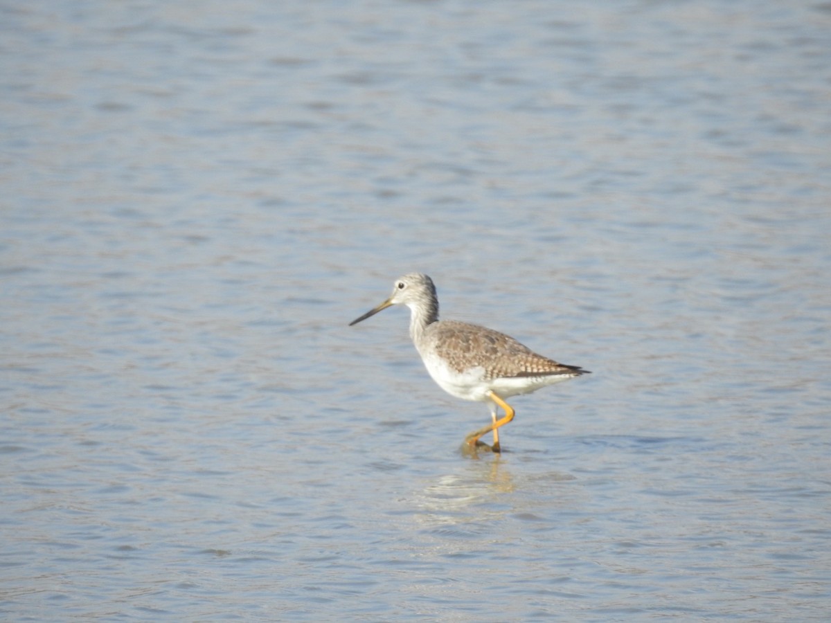 Greater Yellowlegs - ML279920681