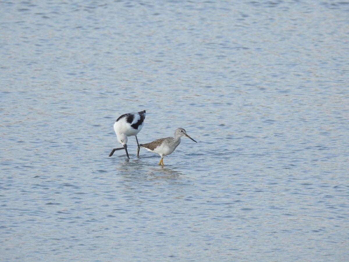 Greater Yellowlegs - ML279920691