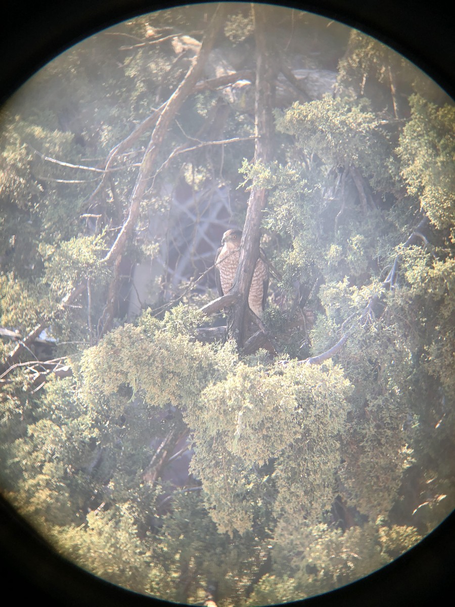 Cooper's Hawk - ML279920731