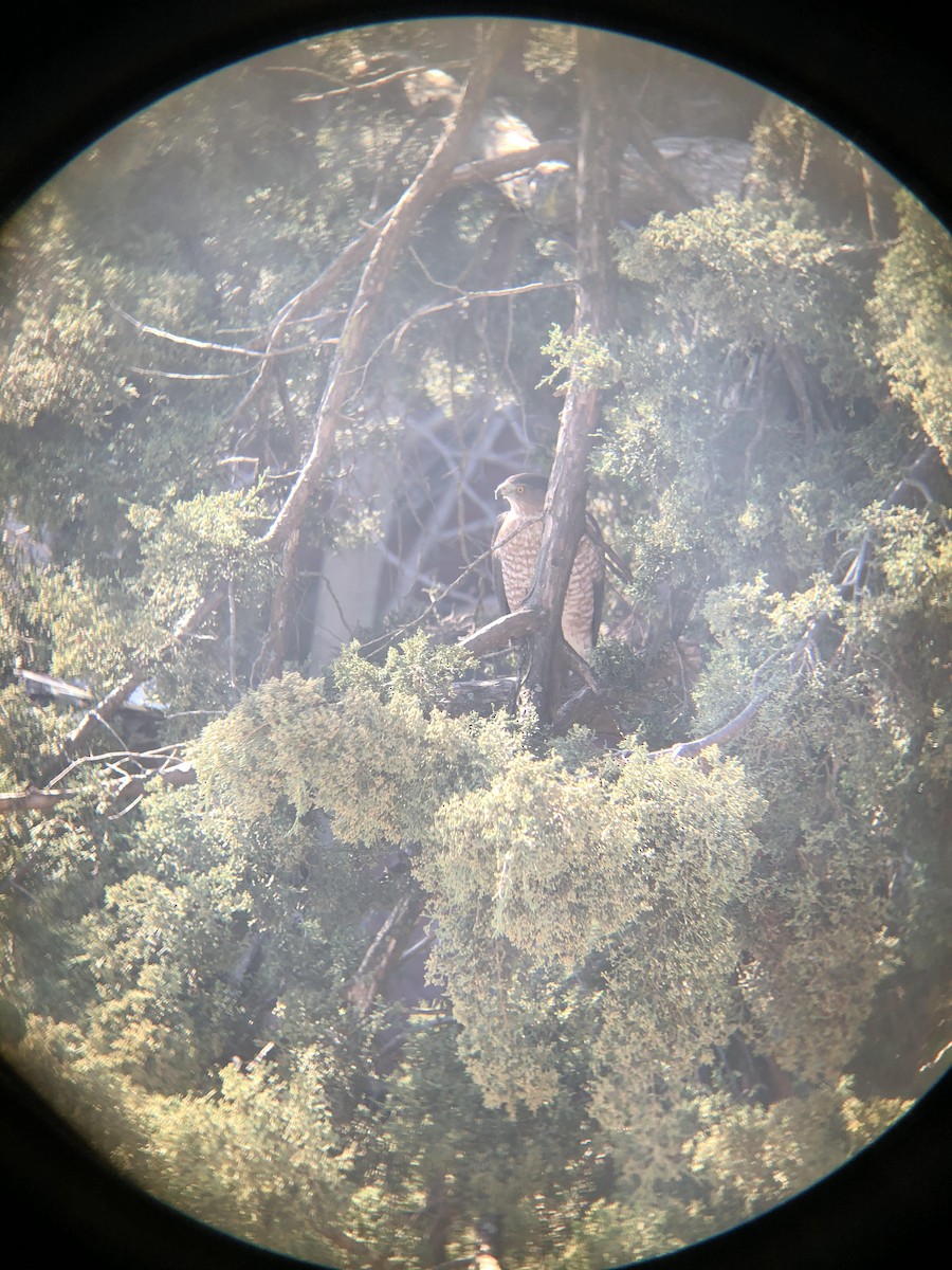 Cooper's Hawk - ML279920741