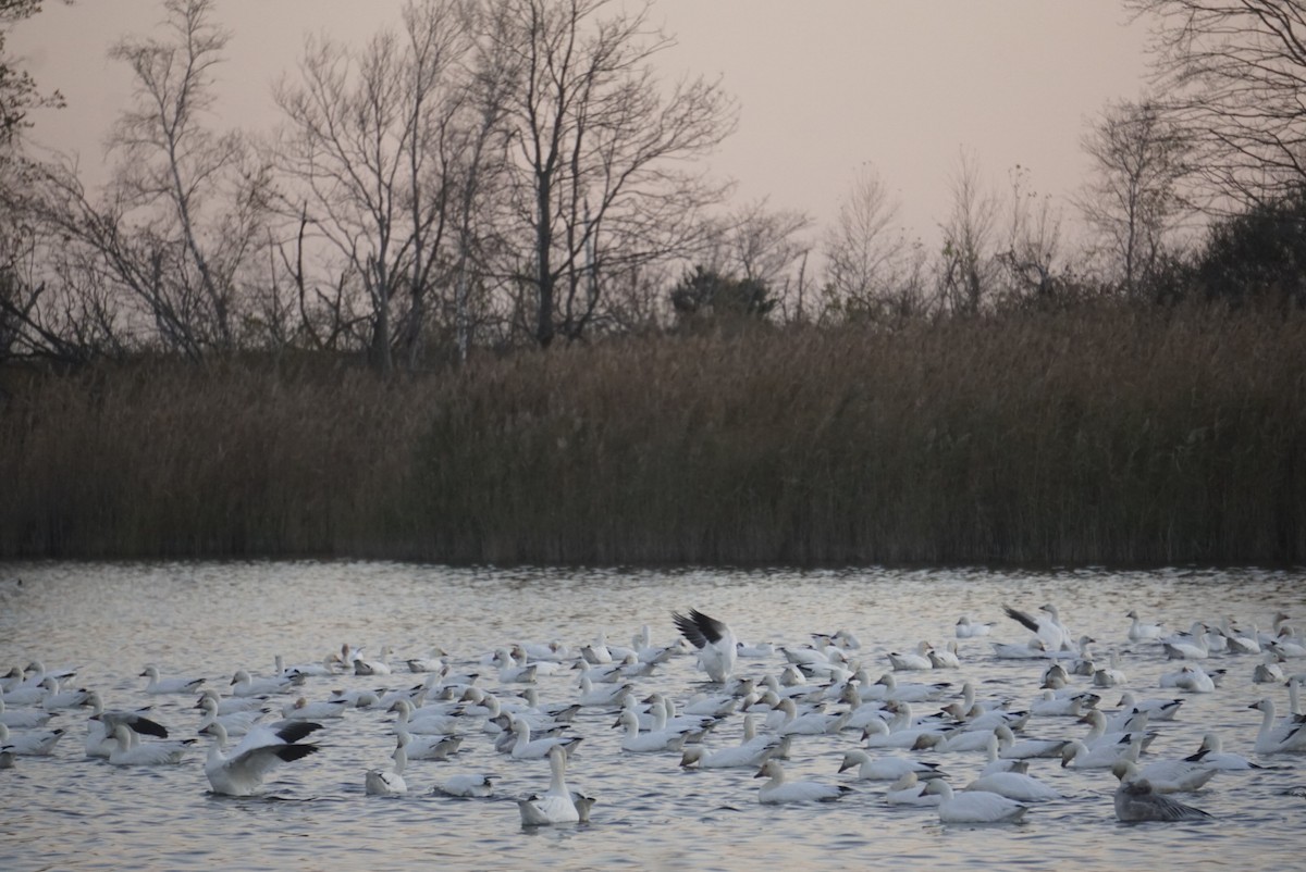 Snow Goose - Scott Yale