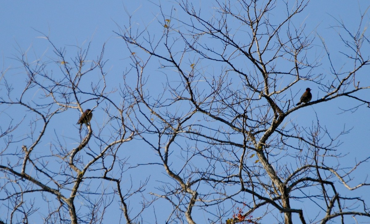 Northern Flicker - ML279921881