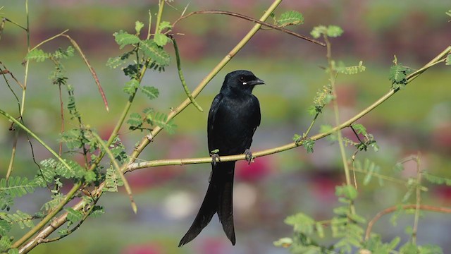 Kara Drongo - ML279923521