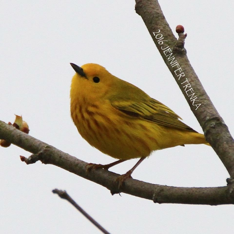 Yellow Warbler - ML27992641