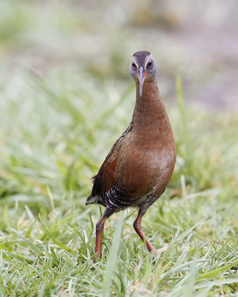 Virginia Rail - Geoff Malosh