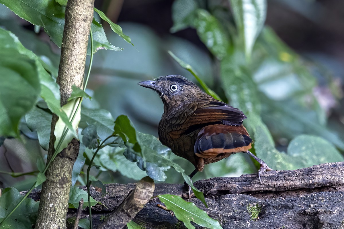 Blue-winged Laughingthrush - ML279927071