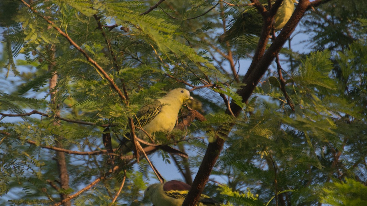 Gray-fronted Green-Pigeon - ML279927191