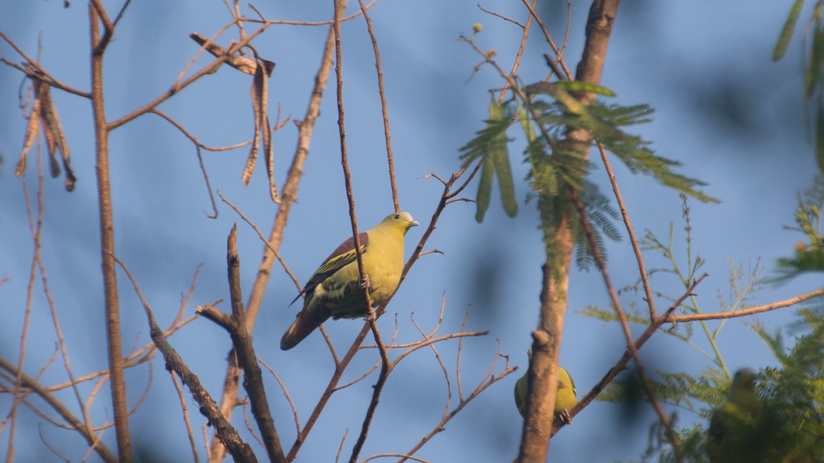 Gray-fronted Green-Pigeon - ML279927201