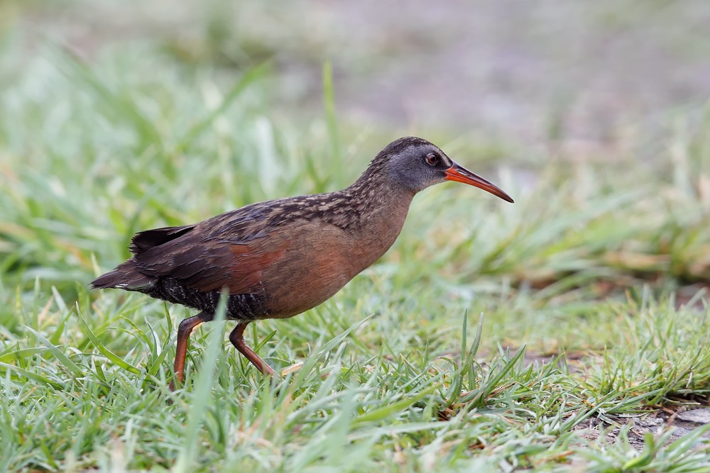 Virginia Rail - Geoff Malosh