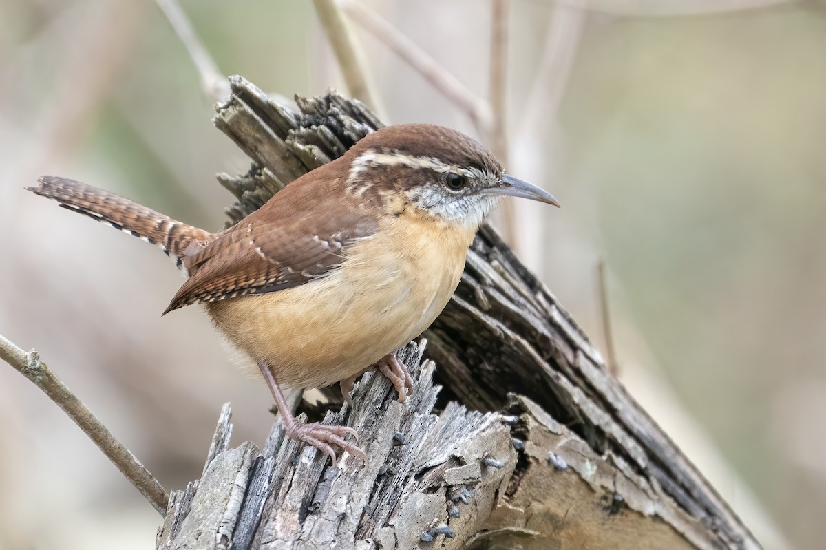 Carolina Wren - Bill Wood