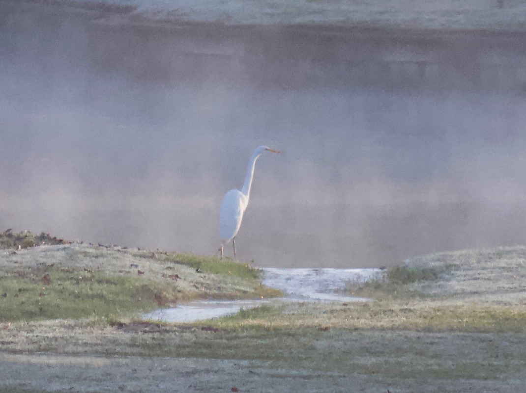 Great Egret - ML279929211