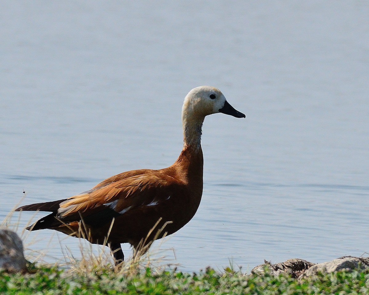 Ruddy Shelduck - ML279930691