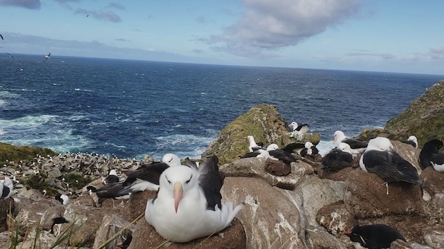 Schwarzbrauenalbatros (melanophris) - ML279931361