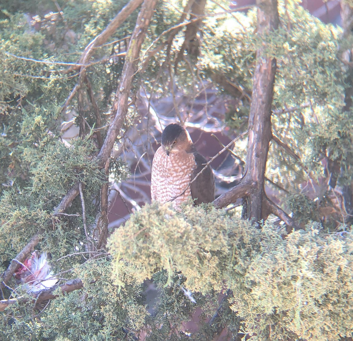 Cooper's Hawk - ML279931581