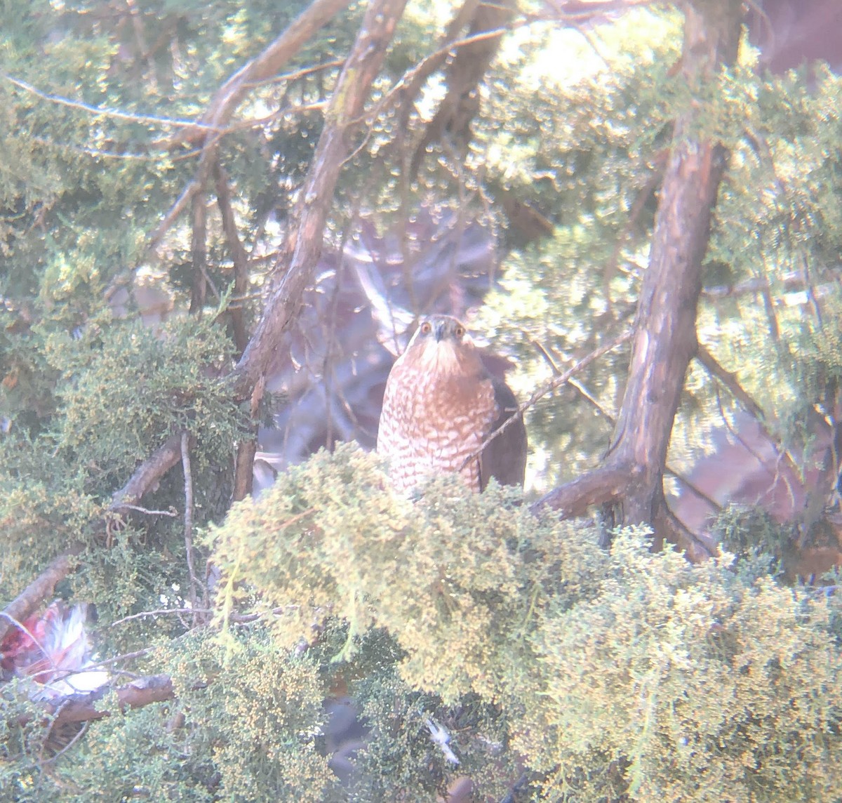 Cooper's Hawk - ML279931621