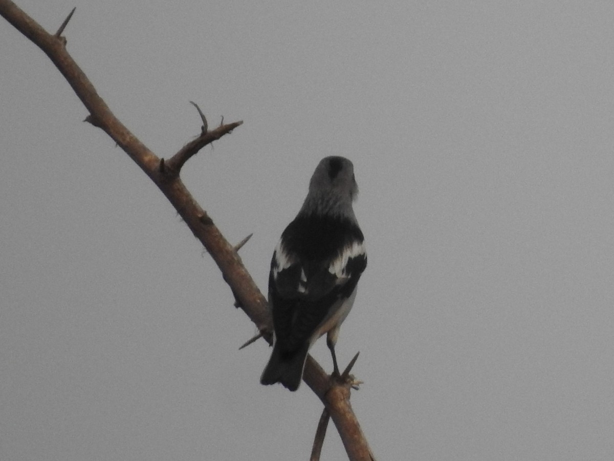 Daurian Starling - Arulvelan Thillainayagam