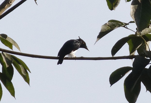 Black-and-white Shrike-flycatcher - ML279933591