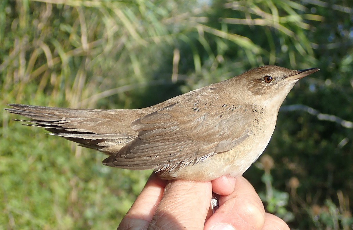 Savi's Warbler - ML279933871