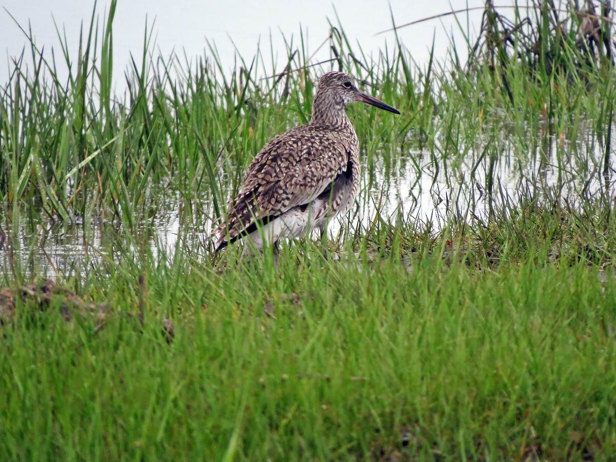 Willet - Terry Lodge