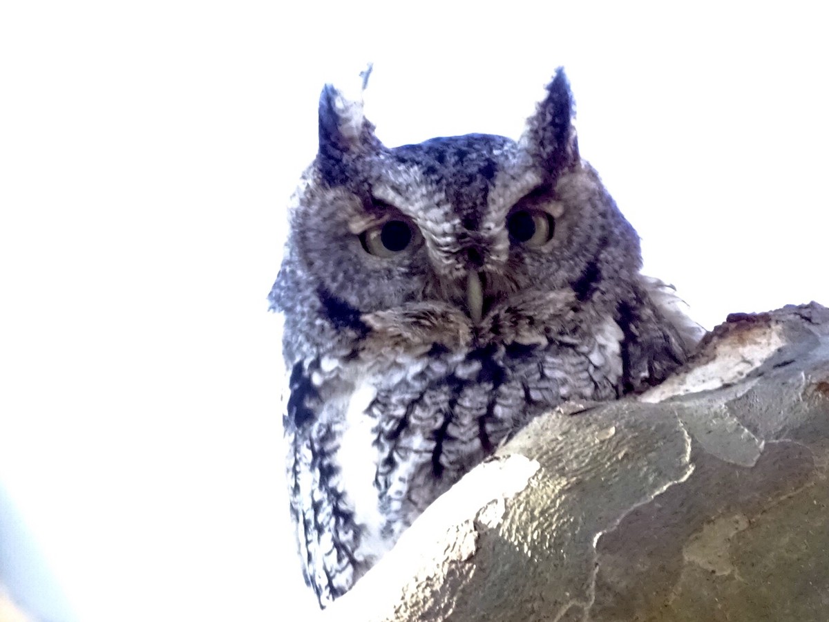 Eastern Screech-Owl - Annie Downing