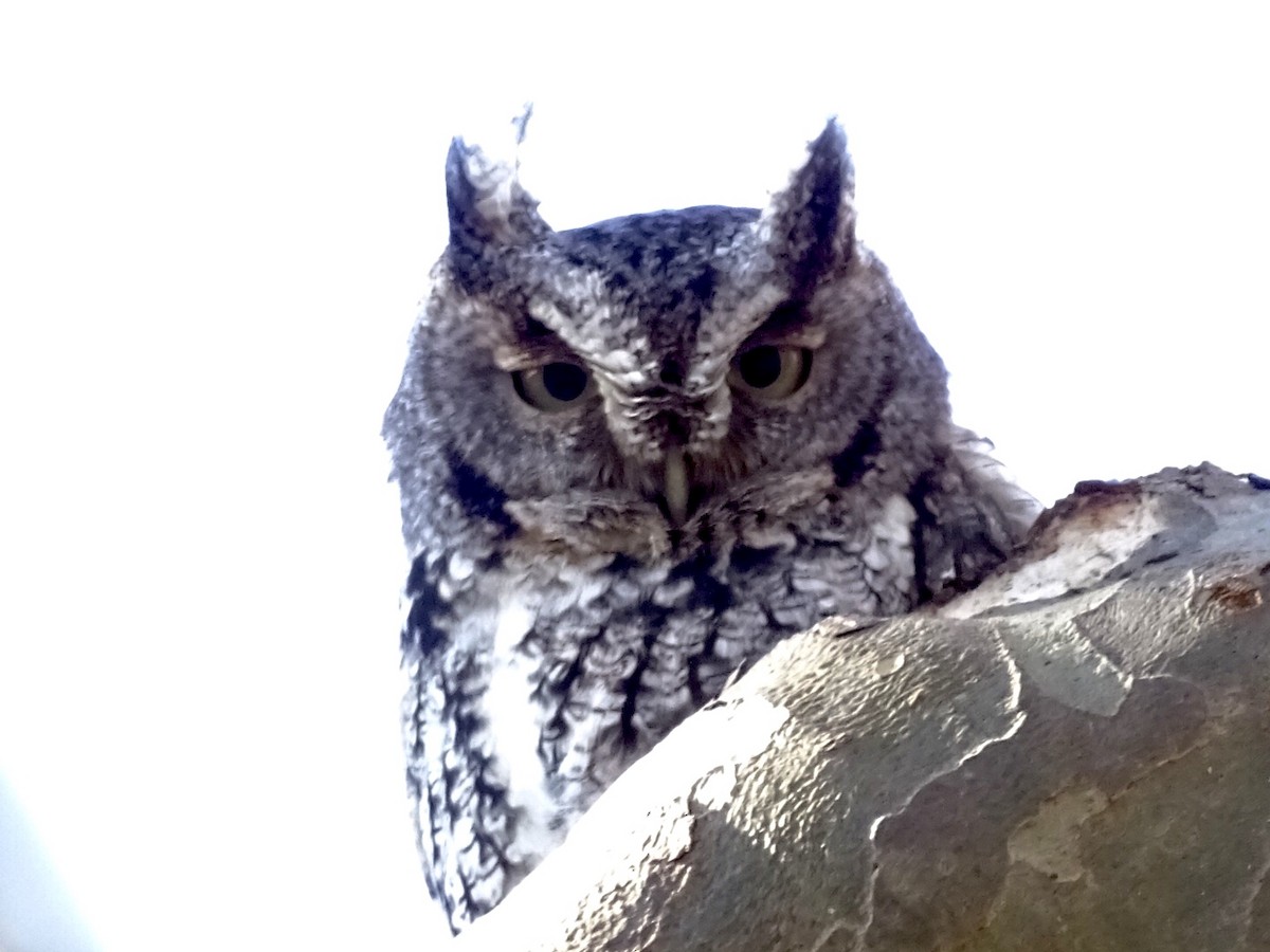 Eastern Screech-Owl - Annie Downing