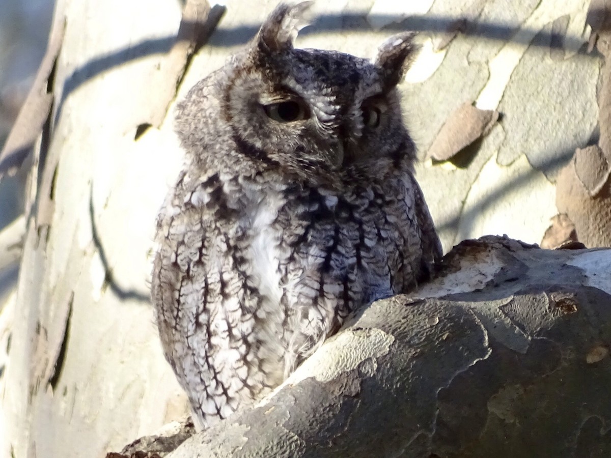 Eastern Screech-Owl - Annie Downing