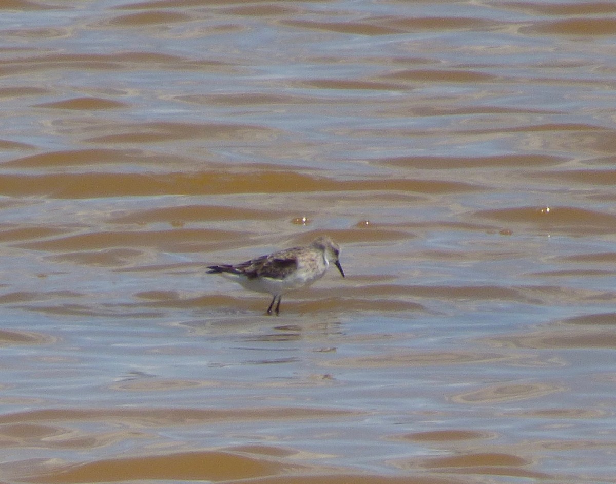 Little Stint - ML27993731