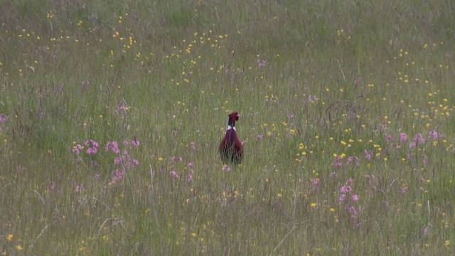 Ring-necked Pheasant - ML279937511