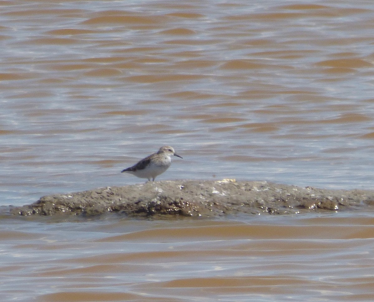 Little Stint - Oscar Moss