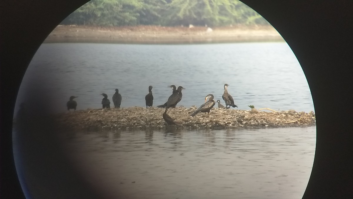 Red-wattled Lapwing - ML279937731