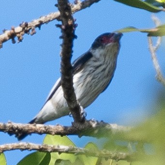 Black-tailed Tityra - ML279943551