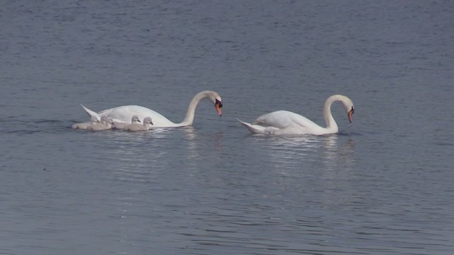 Mute Swan - ML279943601