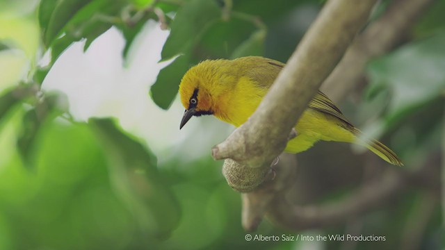 Spectacled Weaver - ML279944501