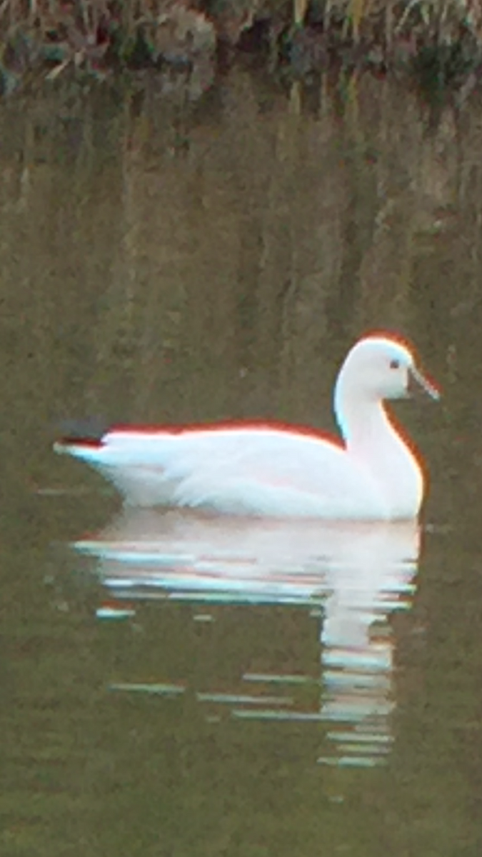 husa bělostná - ML279945191