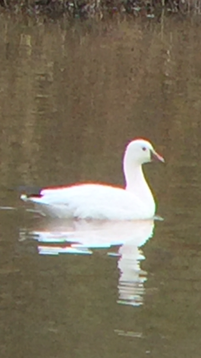 husa bělostná - ML279945211