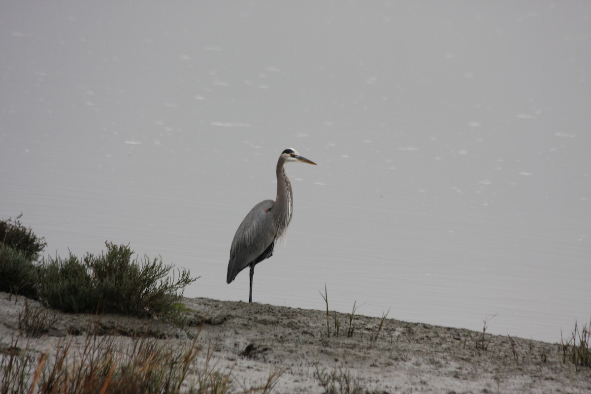 Great Blue Heron (Great Blue) - Michael Long