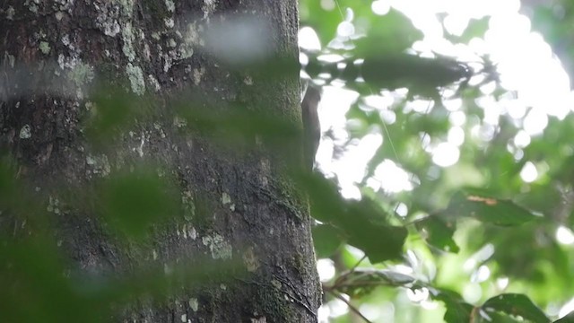 Long-tailed Woodcreeper - ML279946741