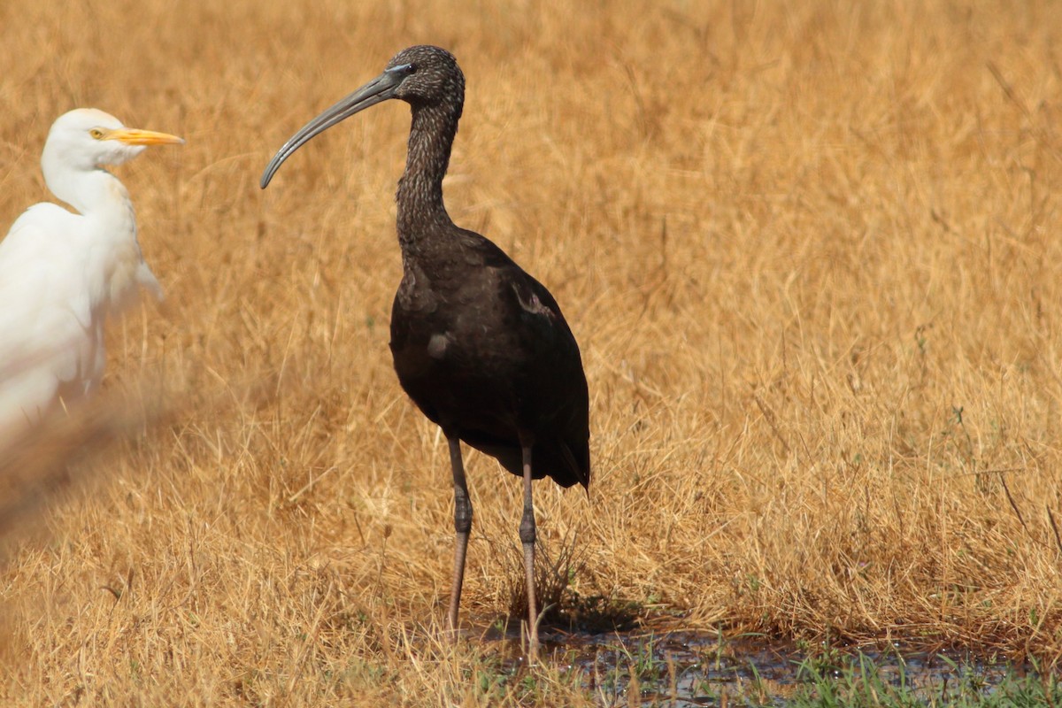 Glossy Ibis - Alexandre Hespanhol Leitão